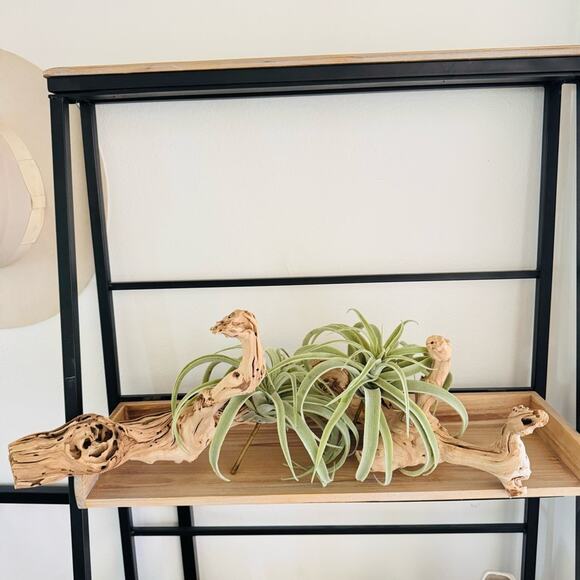 NEW POTTERY BARN Tan Grape Wood Mint Green Faux Air Plant Tabletop Decor Display